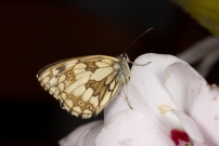 Le Demi-deuil, L'chiquier, L'chiquier commun ou L'Arge galathe. Une femelle (Lpidoptre - Nymphalidae - Melanargia galathea) 